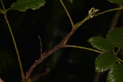 Rubus moorei