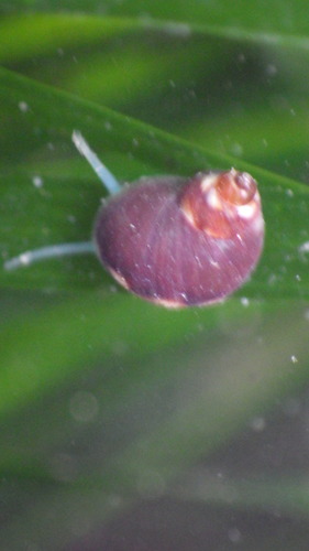 Lacuna marmorata observed 2018-04-18