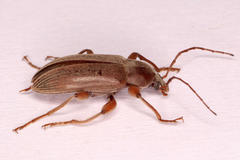 Amorphopoda elateroides