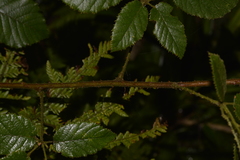 Rubus moorei
