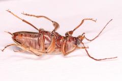 Amorphopoda elateroides