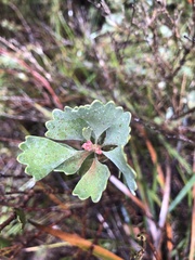 Adenanthos cuneatus