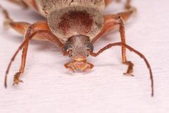 Amorphopoda elateroides