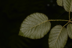 Rubus moorei