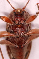 Amorphopoda elateroides