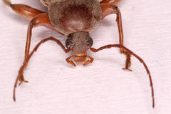 Amorphopoda elateroides