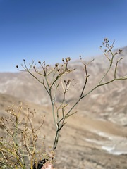 Eremocharis hutchisonii