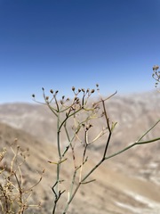 Eremocharis hutchisonii