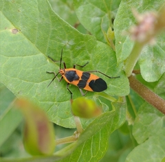 Oncopeltus fasciatus