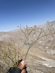Eremocharis hutchisonii