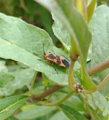 Oncopeltus fasciatus
