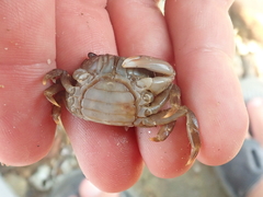 Hemigrapsus sanguineus