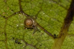 Coneuplecta calculosa