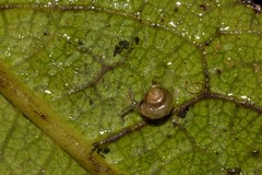 Coneuplecta calculosa