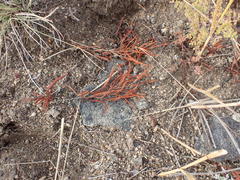 Persicaria angustifolia