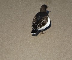 Arenaria melanocephala