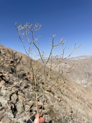 Eremocharis hutchisonii