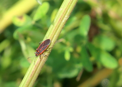 Ochrimnus lineoloides