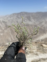 Johnstonella parviflora
