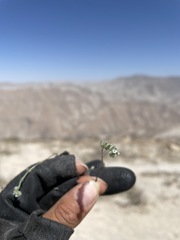 Johnstonella parviflora