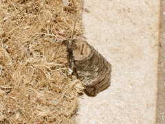 Macrocyttara expressa