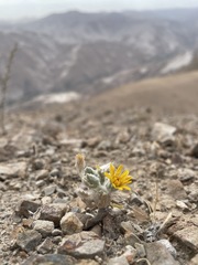 Trichocline caulescens