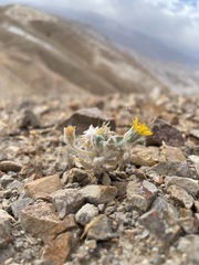 Trichocline caulescens