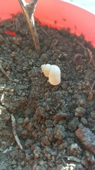 Pomatias elegans