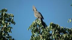 Corythaixoides concolor pallidiceps