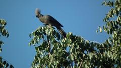 Corythaixoides concolor pallidiceps