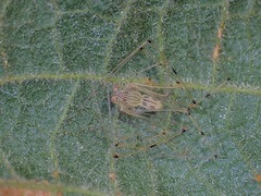 Scytodes pallida