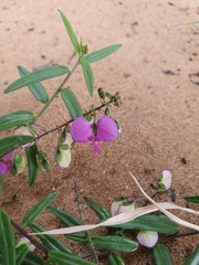 Polygala sphenoptera