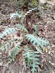 Cirsium ehrenbergii