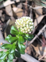 Cassinia denticulata