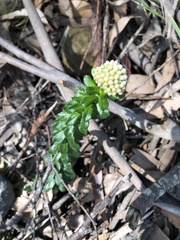 Cassinia denticulata
