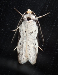 Philobota transversella