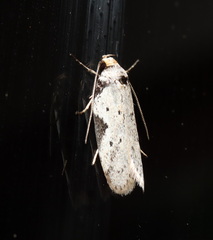 Philobota transversella
