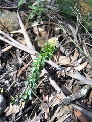 Cassinia denticulata