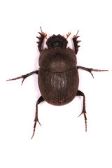 Hamonthophagus depressus