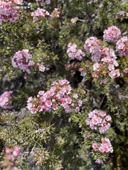 Verticordia plumosa