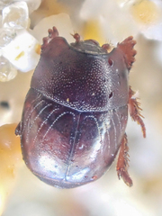 Hypocaccus lucidulus