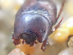 Hypocaccus lucidulus