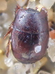 Hypocaccus lucidulus