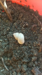 Pomatias elegans