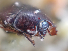 Hypocaccus lucidulus