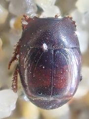 Hypocaccus lucidulus