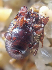 Hypocaccus lucidulus