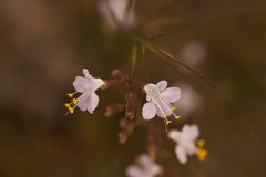 Dicerandra linearifolia linearifolia