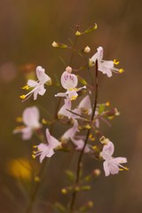 Dicerandra linearifolia linearifolia