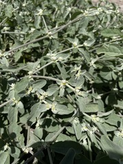 Alternanthera halimifolia